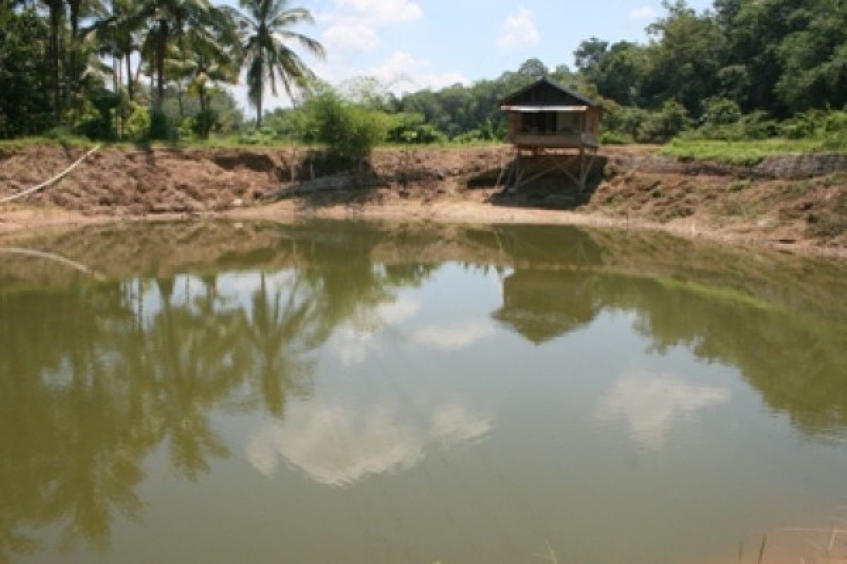 Memanfaatkan "kolong" jadi tambak ikan air tawar