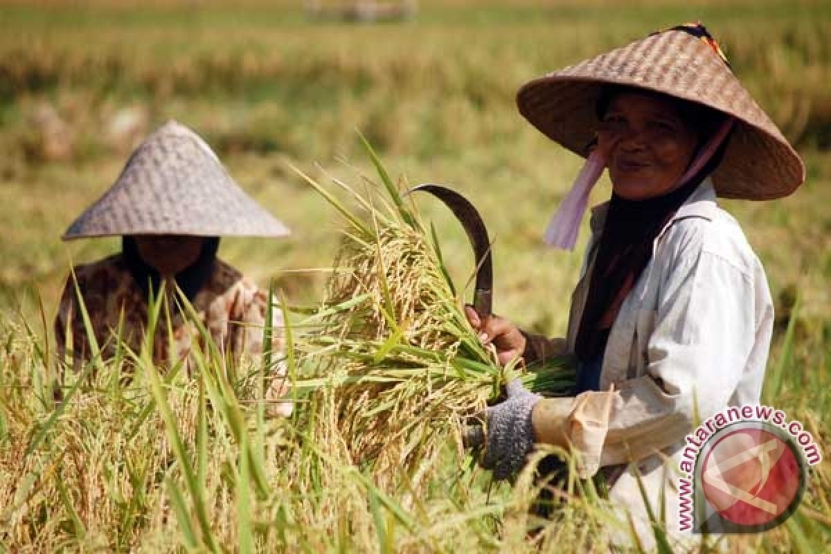 Gorontalo Tuan Rumahi Hari Pangan Sedunia