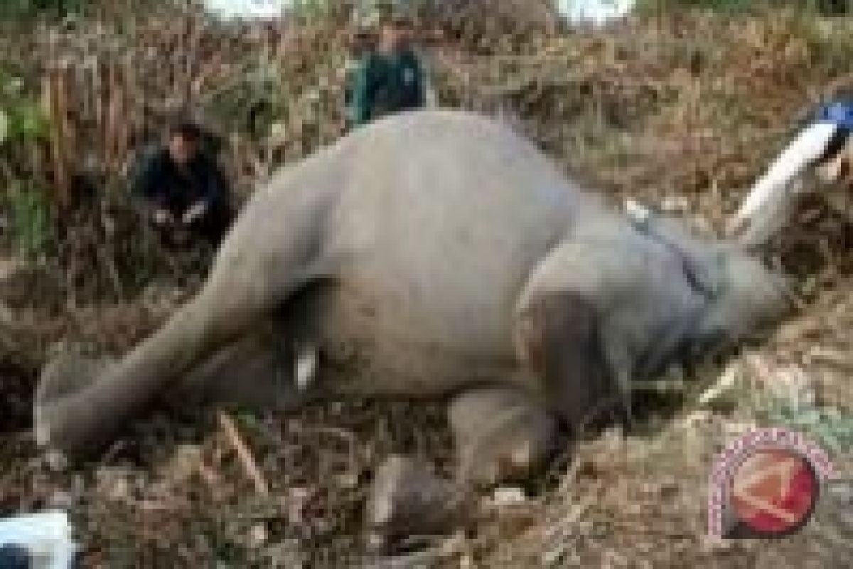 Two elephants die of suspected poisoning in Bengkulu