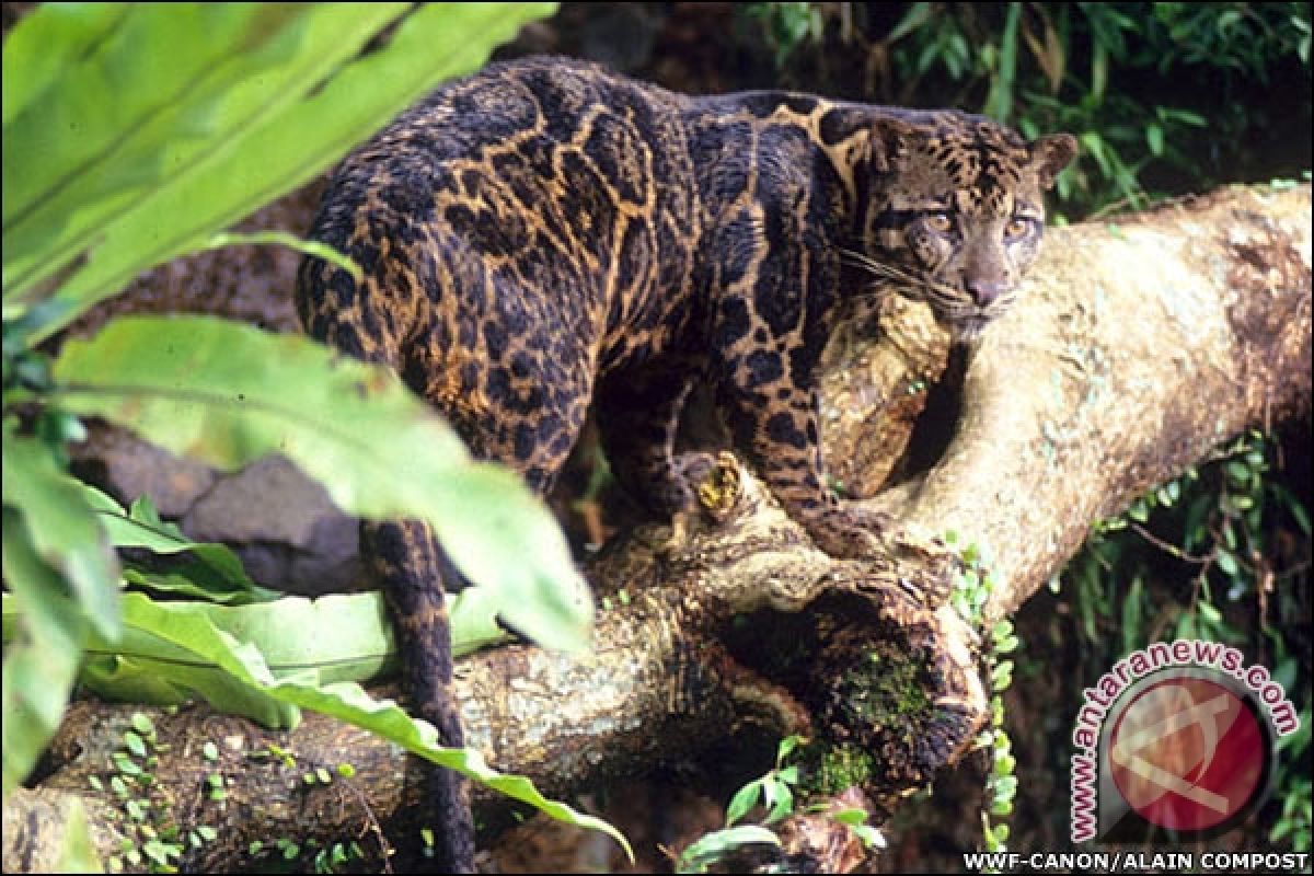 Macan dahan masuk ke permukiman warga di Palangka Raya