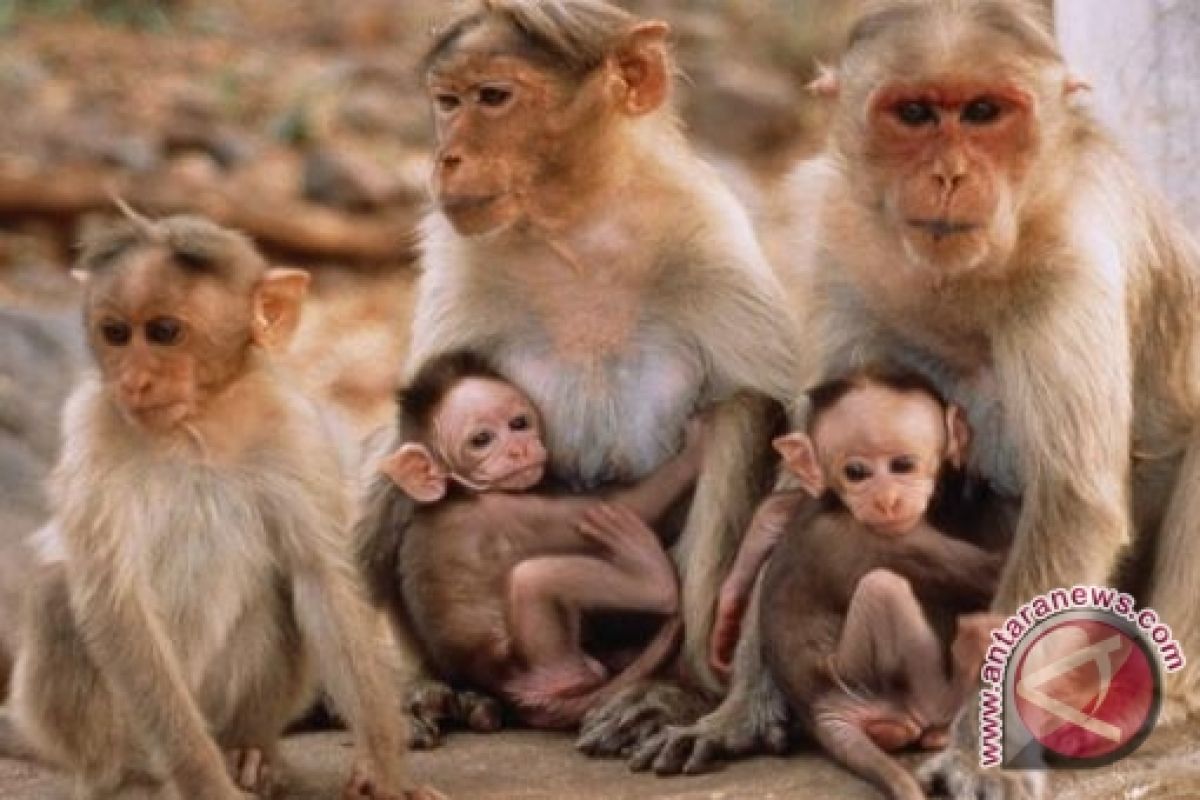 Monyet rusak tanaman warga di Tasikmalaya