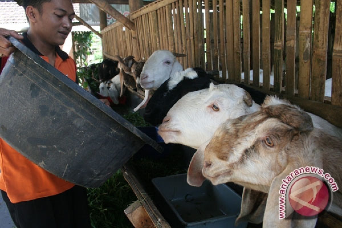 Pemkab Pandeglang kembangkan peternakan kambing perah 