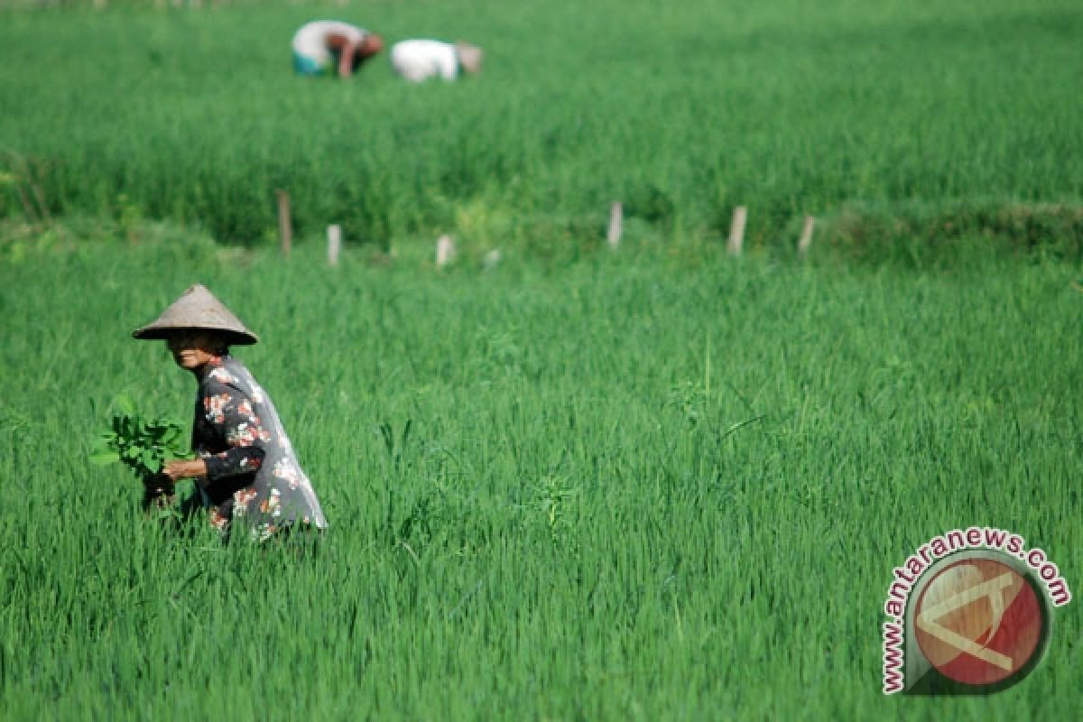 Farmers federation proposes formation of food ministry