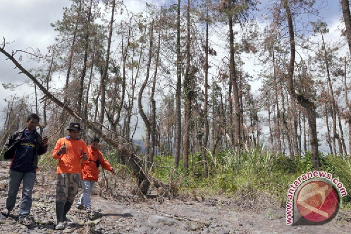 Ribuan bibit buah ditanam di lereng Merapi