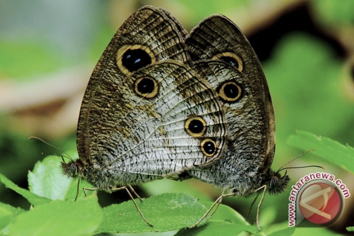 Perubahan iklim bisa ganggu musim terbang kupu-kupu