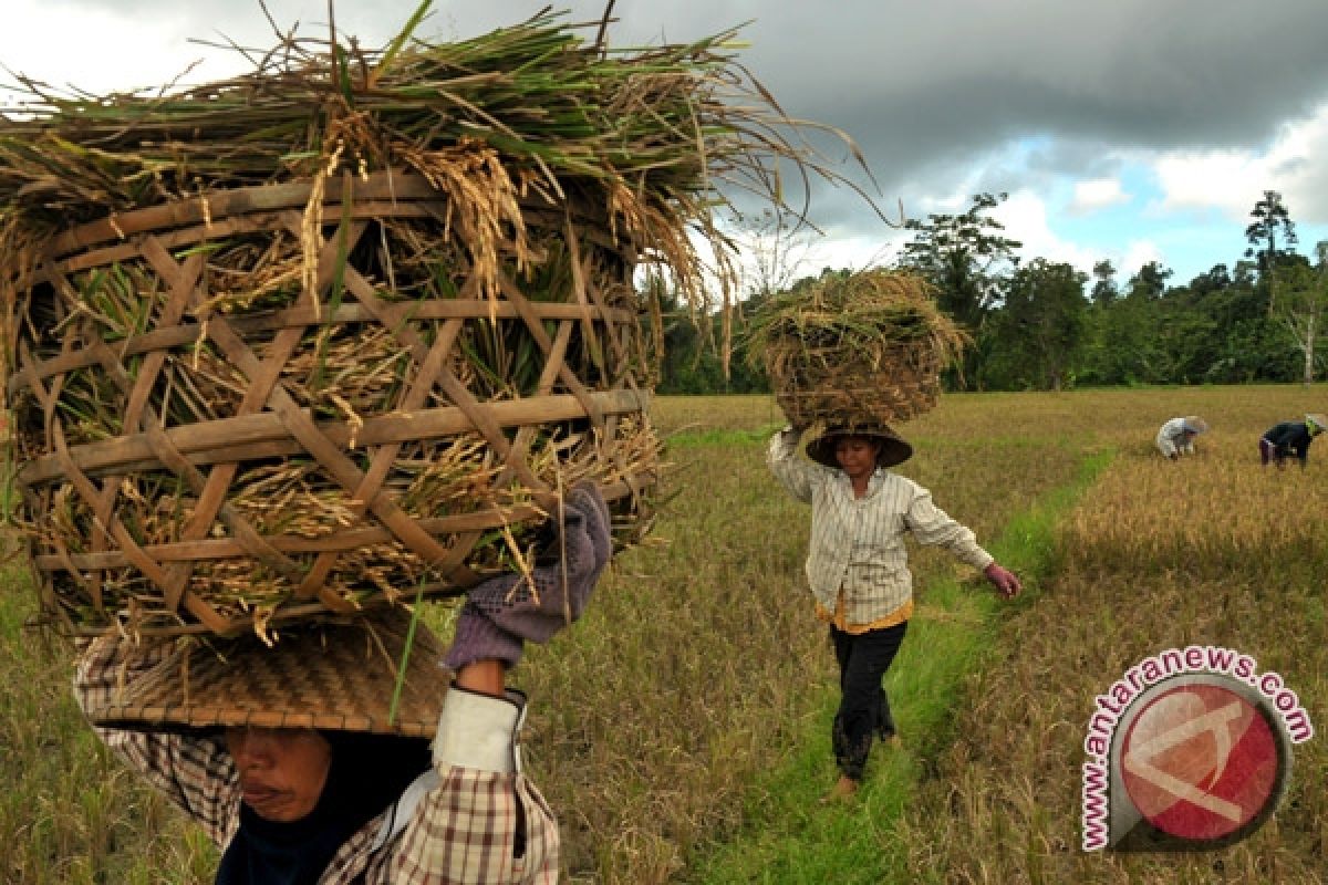 Irigasi organik dibutuhkan untuk 1.000 hektare lahan di Konawe Selatan