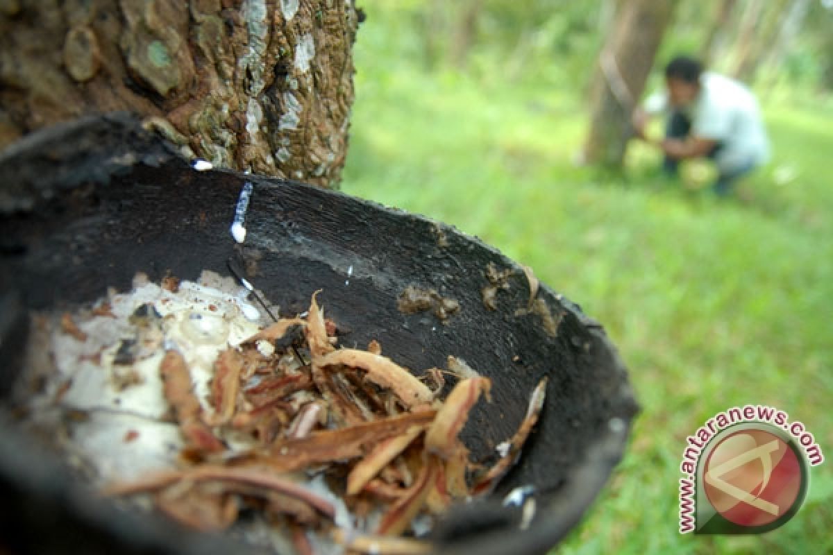 Rubber price in 2012 predicted to remain high