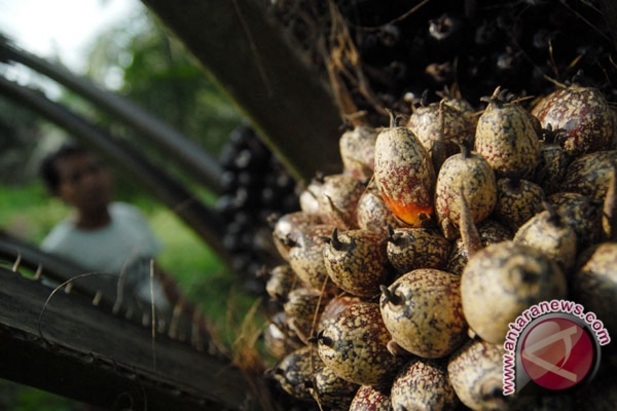 9.000 Hektare Tanaman Sawit Dilahap Ulat Api 