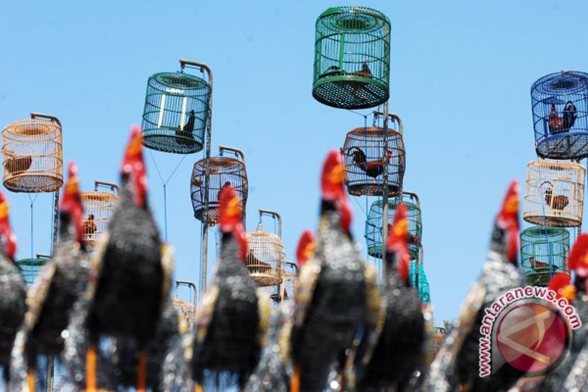 Yogyakarta gelar lomba ayam bekisar nasional