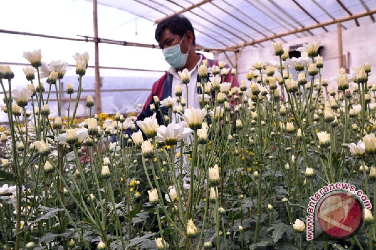 Bunga Segar Kerinci Dinilai Miliki Kualitas Ekspor