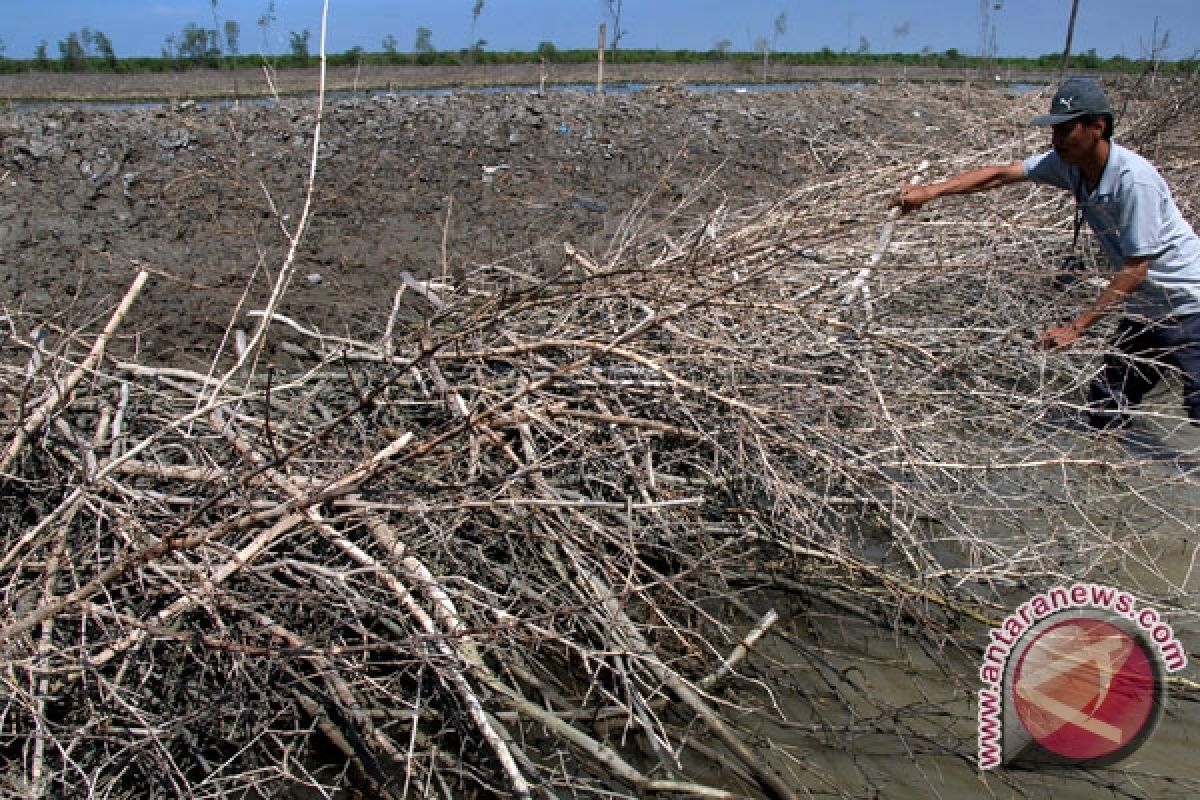 Dua juta Hektare mangrove Indonesia sulit direklamasi