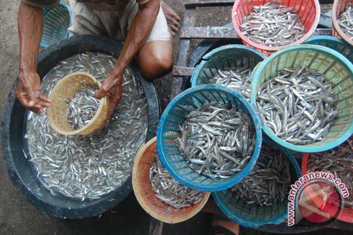 Produksi Ikan Teri Lampung Selatan Meningkat 