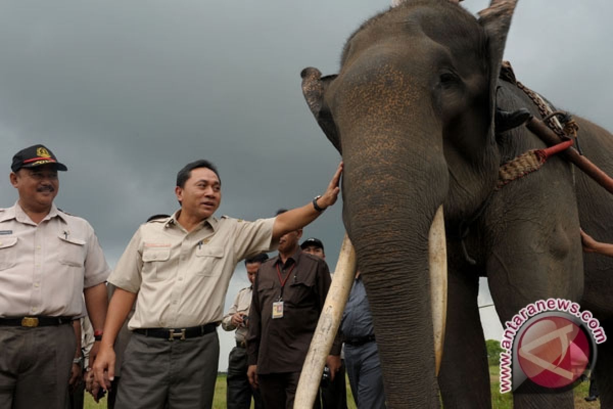 RS Gajah pertama di dunia akan berdiri di Lampung