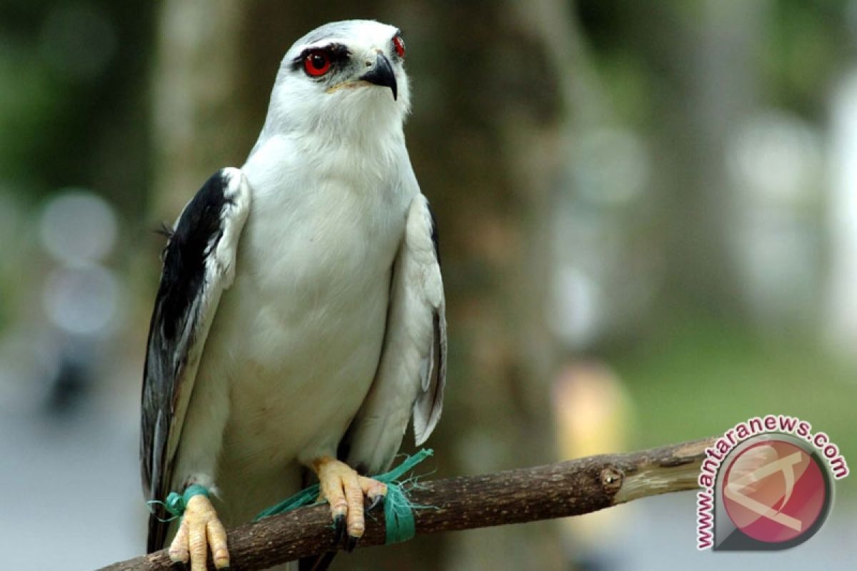 Spesies Baru Burung Dikonfirmasi di Nepal Timur 