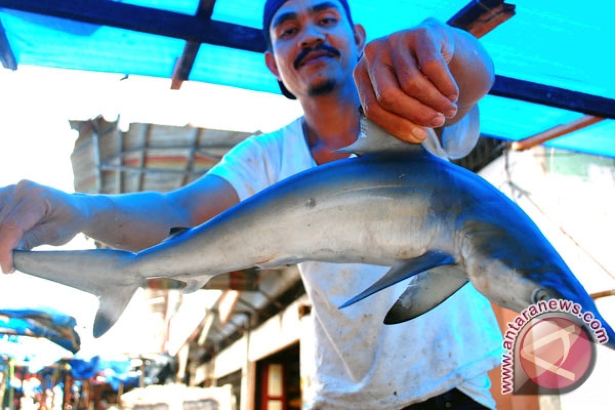 Konsumsi sirip ikan hiu justru bisa berbahaya bagi kesehatan