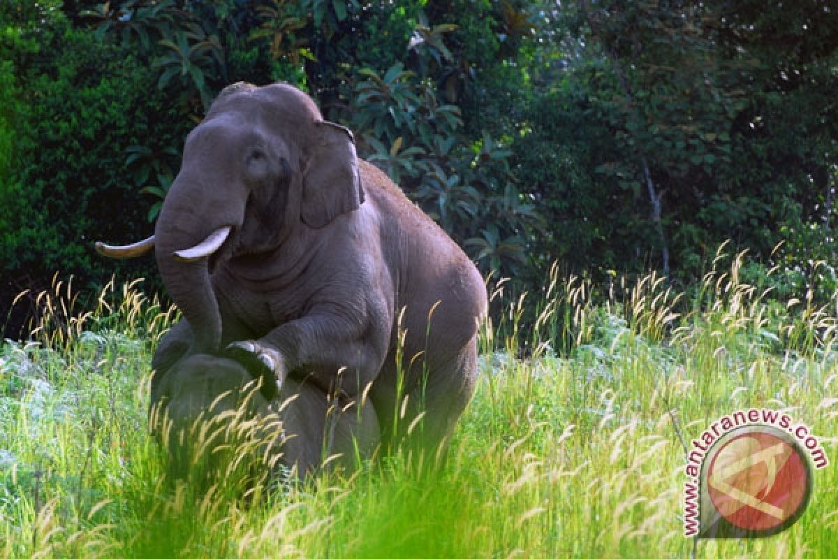 Gajah liar dan warga Bengkalis saling buru