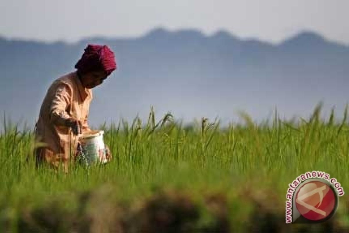 Padi bebas residu tingkatkan produktivitas petani Singkawang