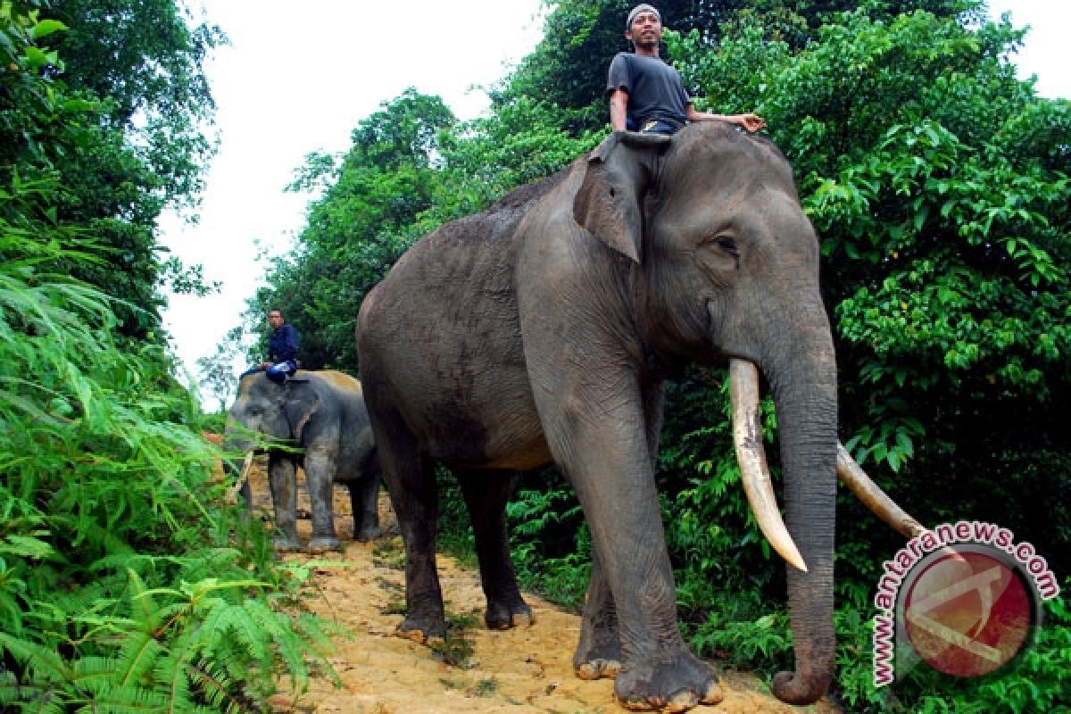 Foreign students taking care of Sumatran elephants in Seblat