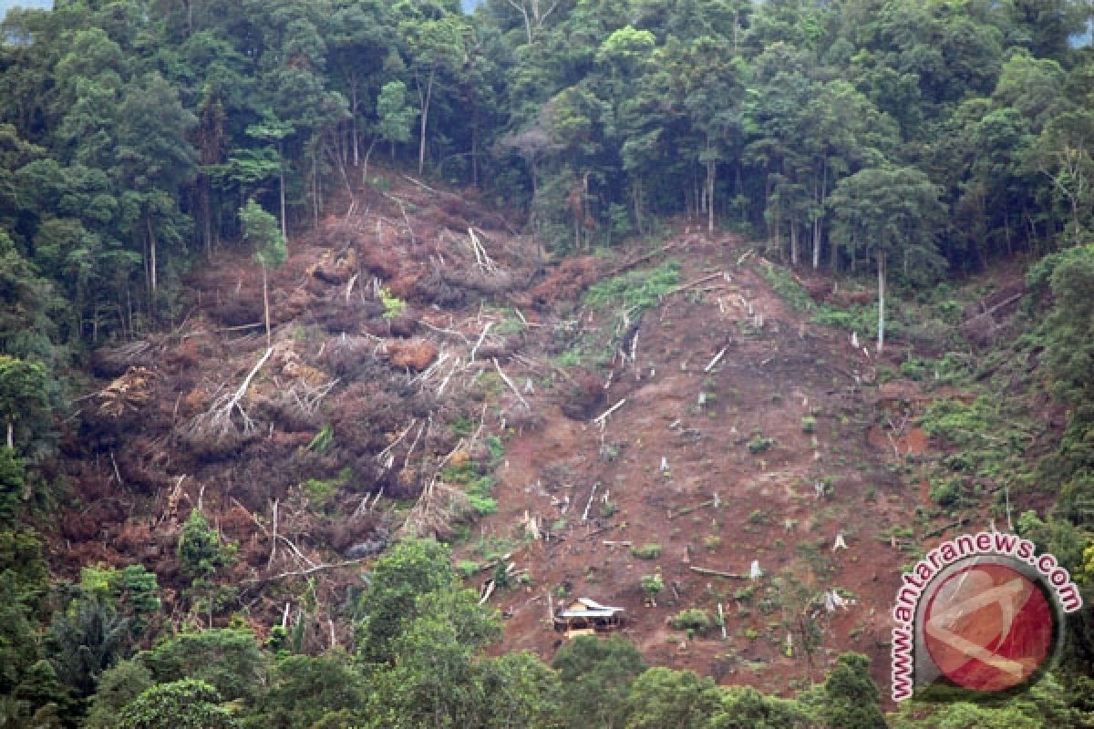 Sulbar Usul 140.000 Hektare Hutan Lindung Jadi Perkebunan