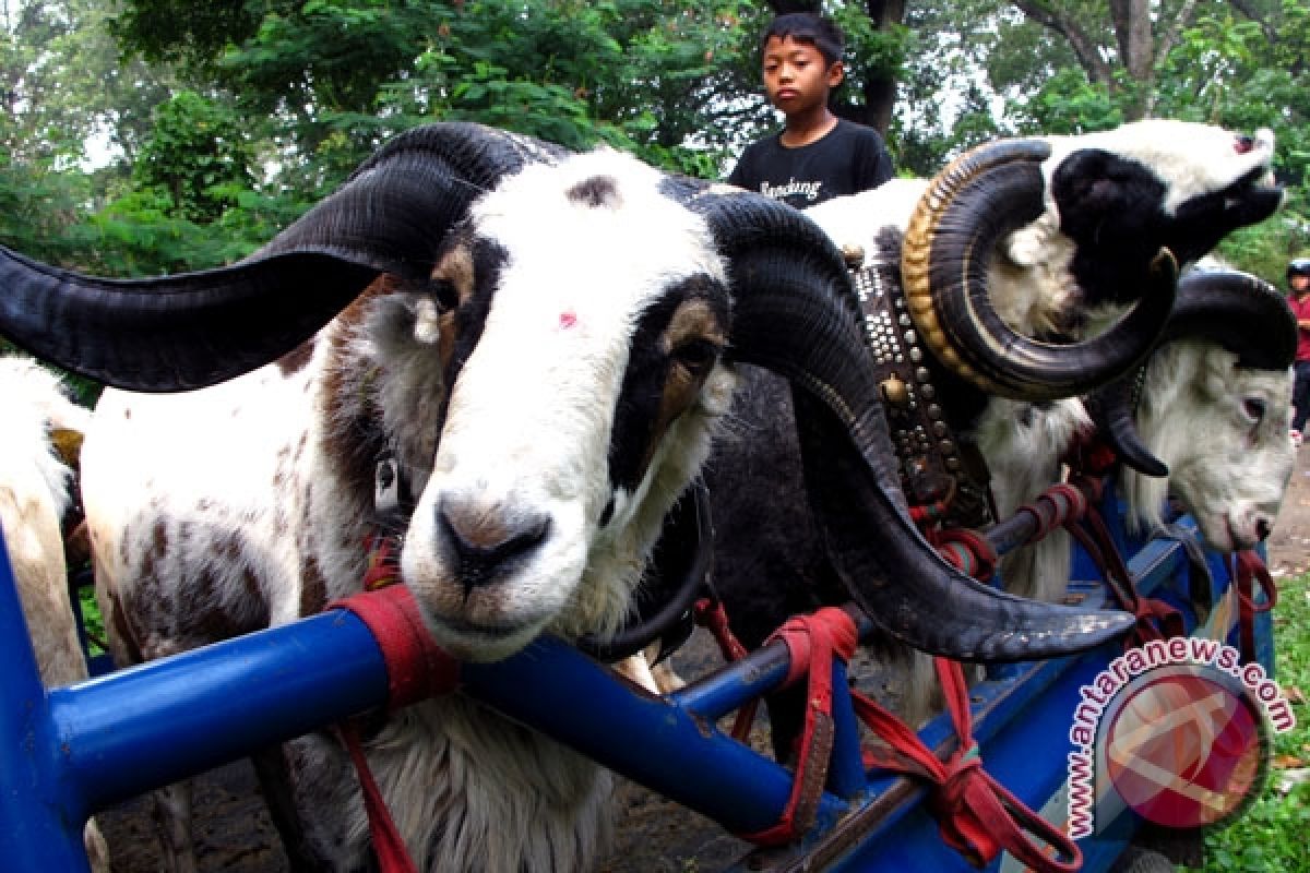 Domba Garut bakal dibiakkan di Papua