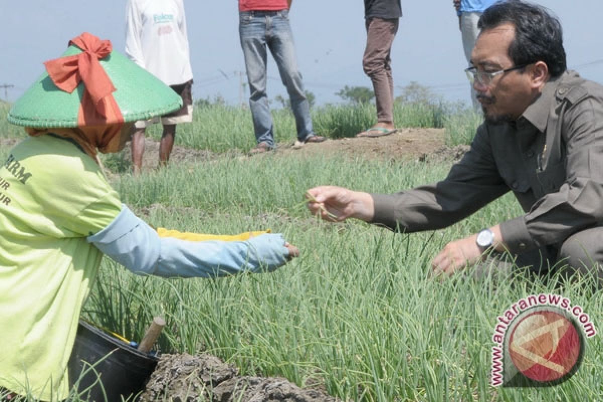 Mentan Panen Perdana di Desa Kianjaran Indramayu