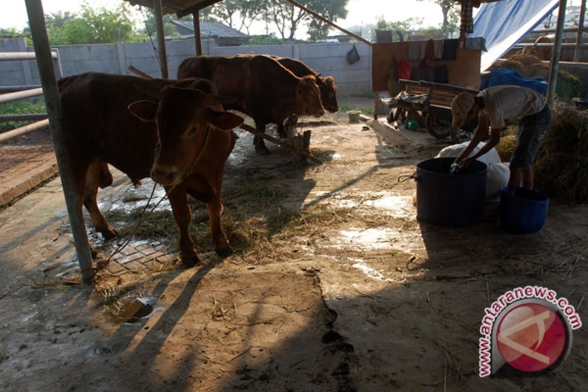 Rumah pemotongan hewan di Bantul belum optimal