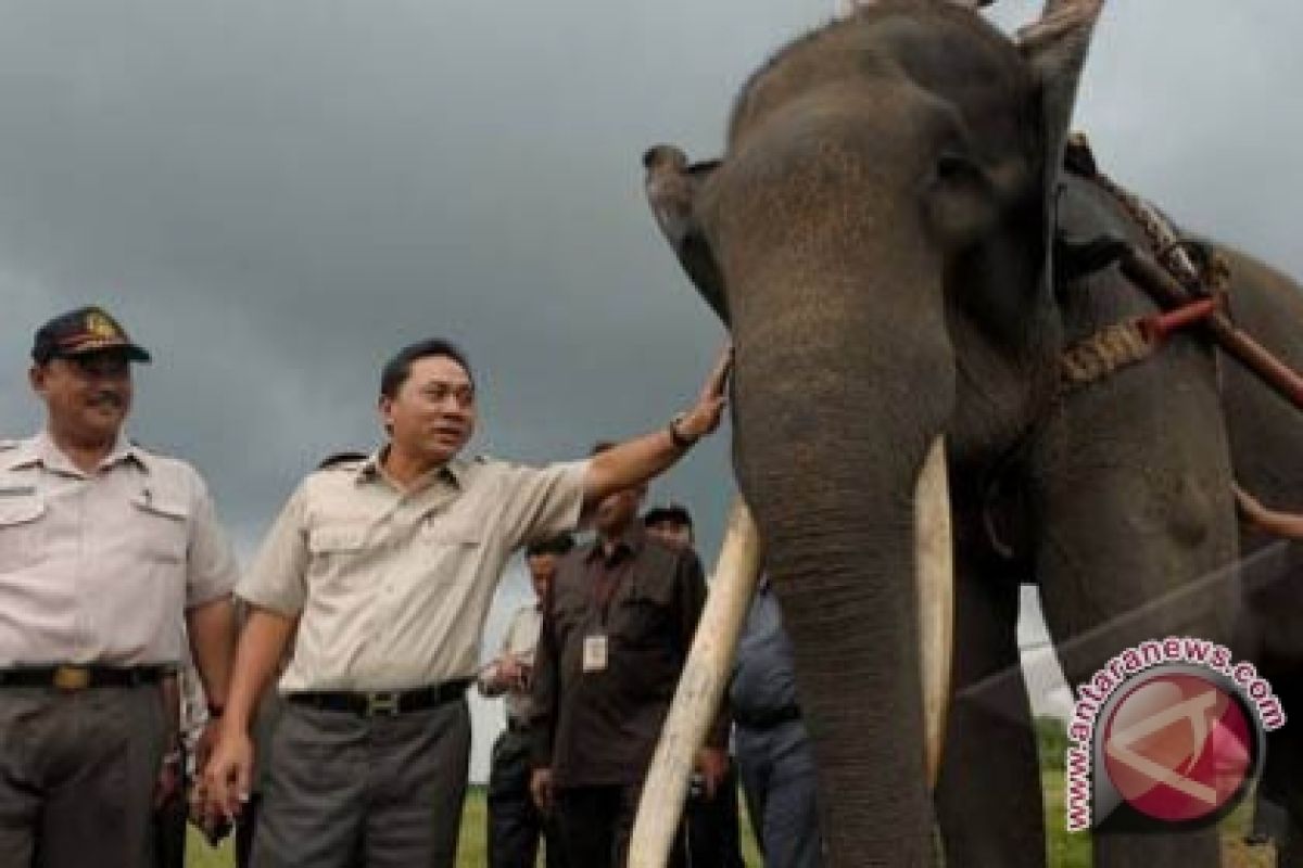 Ribuan Pengunjung Padati Pusat Latihan Gajah