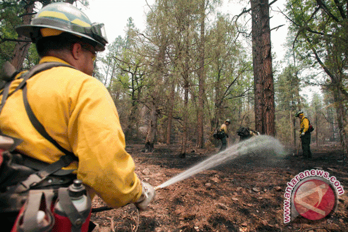 Kebakaran hutan di Meksiko tewaskan tiga orang