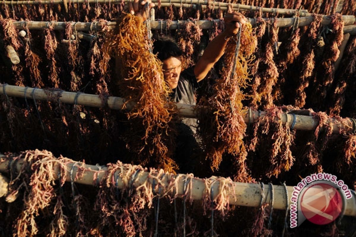 Indonesia to market seaweed to Japan