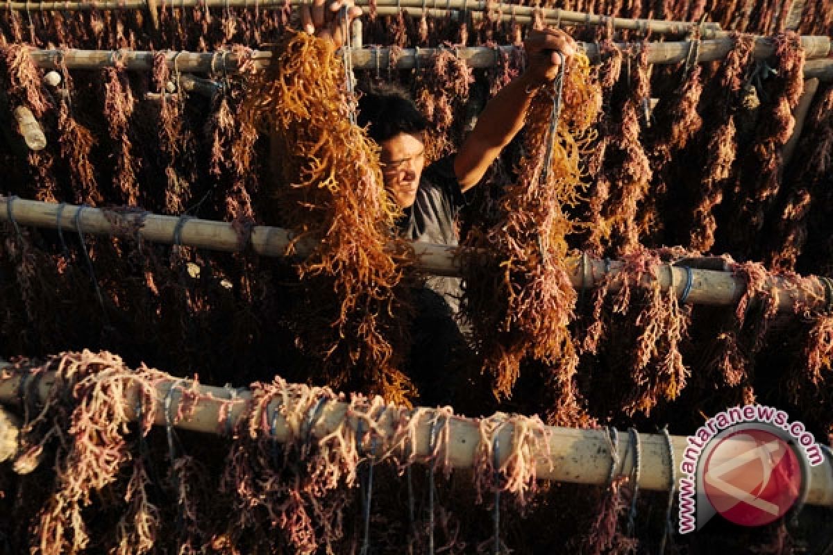 Ternate potential for seaweed cultivation