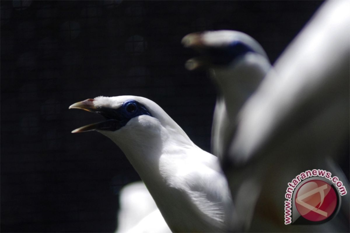 Bali starlings returned  to habitat from S`pore