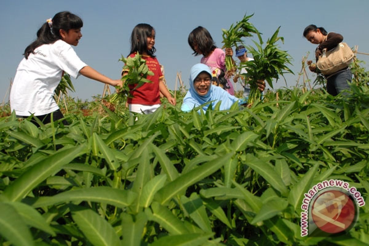 Berkebun bagus untuk stamina hingga otak