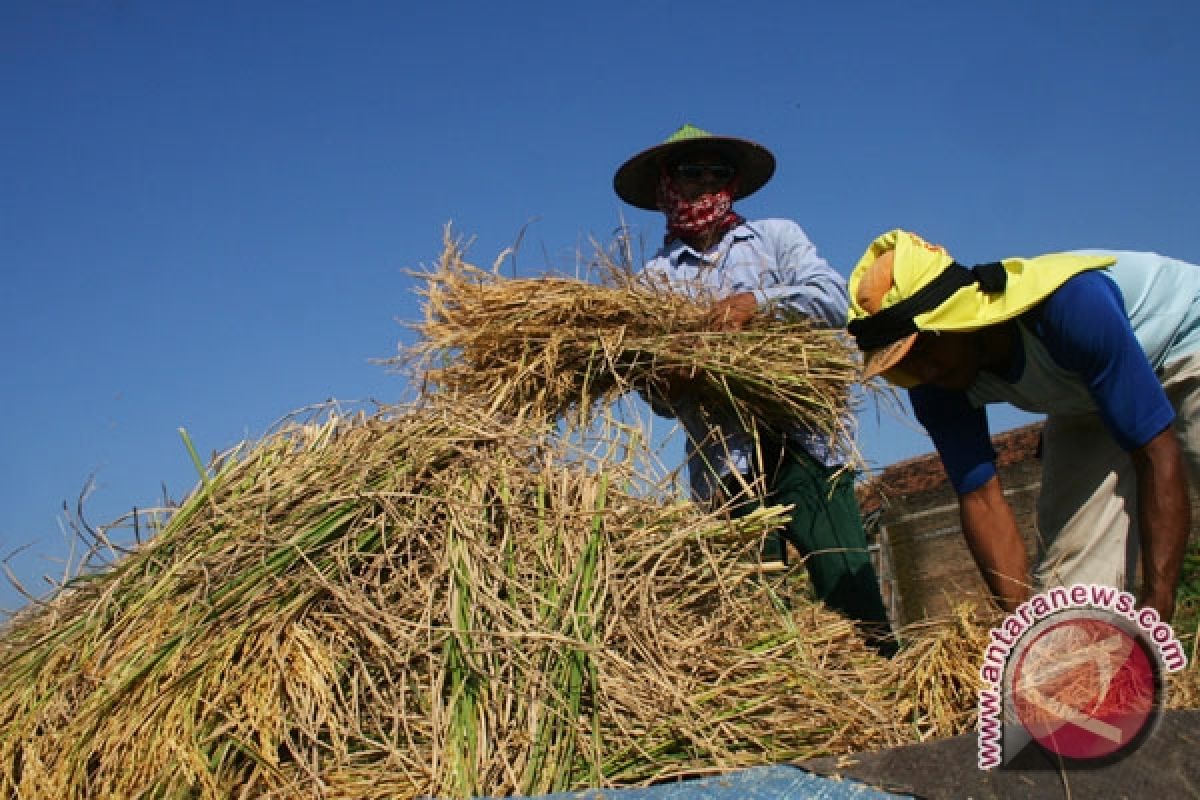 Petani Sulteng Mulai Sejahtera