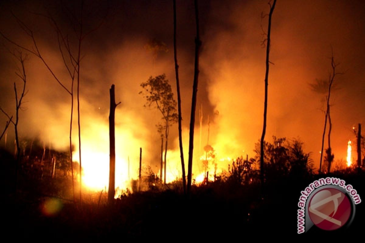 Fire destroys hectares of peat forest in Riau