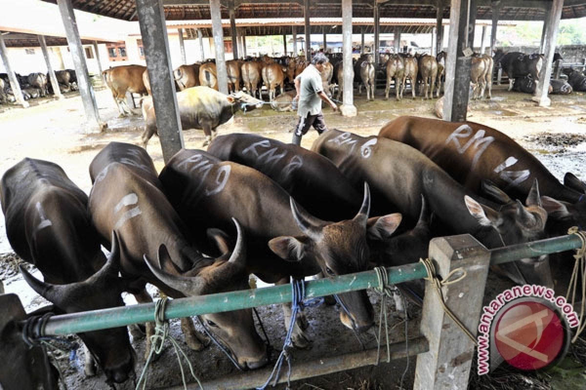 Badung jadi sentral pembibitan sapi di Bali