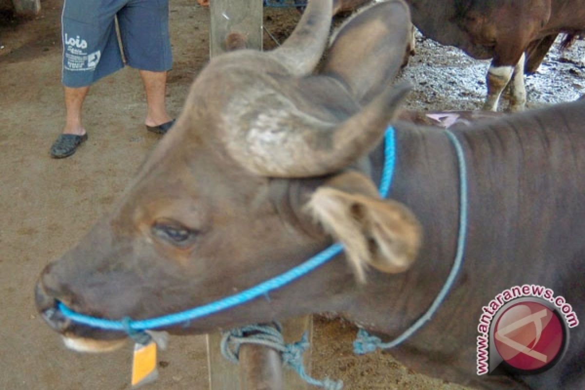 Sapi bali laris manis jelang Idul Adha