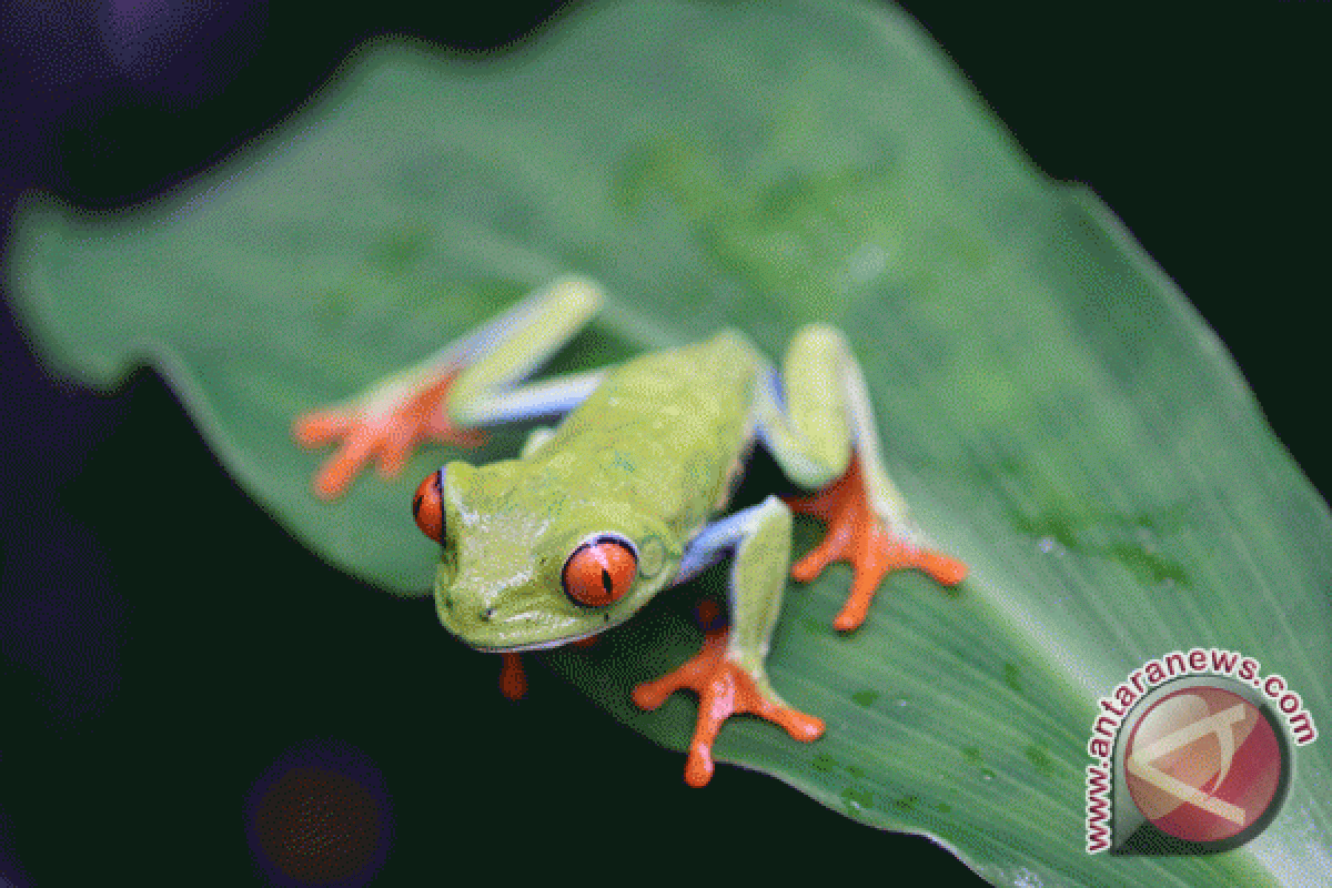 Katak dan kadal menghilang dengan cepat di AS