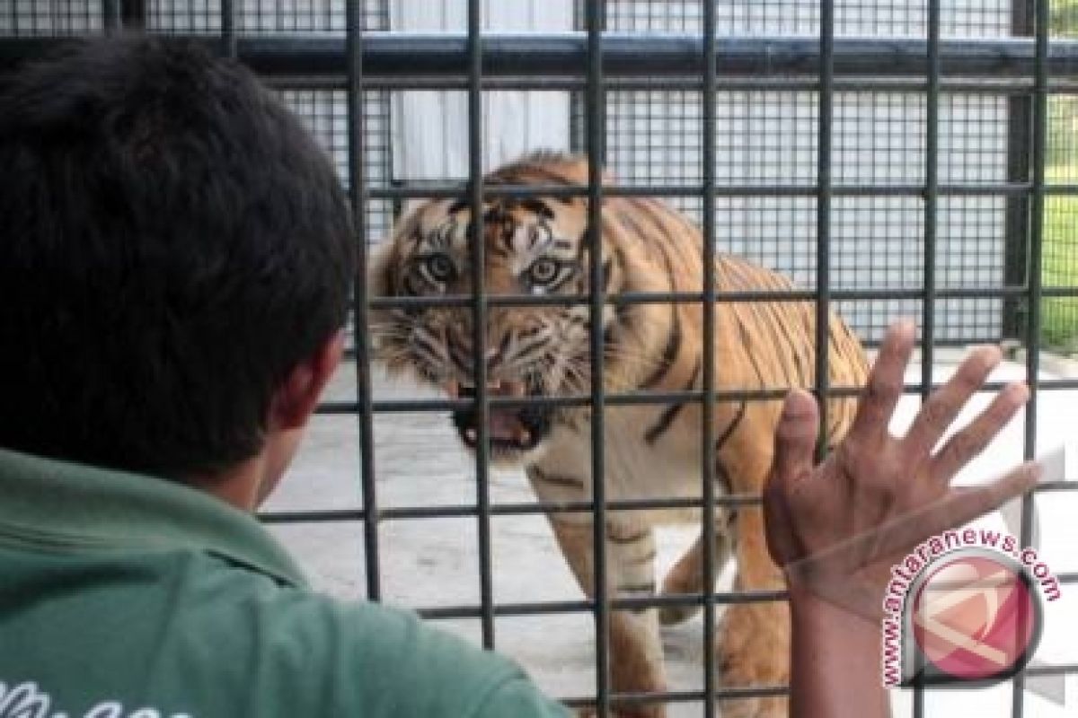 Anak harimau dilepaskan ke hutan