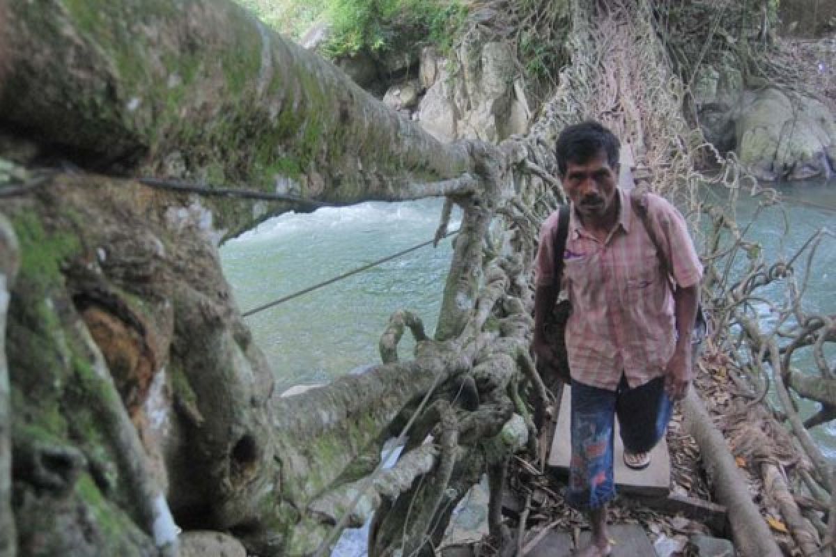 Luapan Sungai Hantam Jembatan Akar Pesisir Selatan