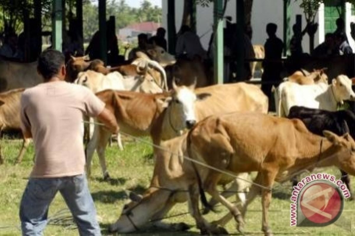 Biaya Penggemukan Sapi Rp12 Juta Per Ekor