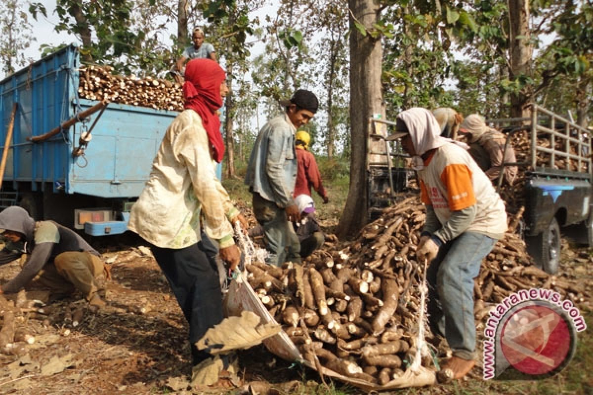 Ketela Berpotensi Jadi Bagian Ketahanan Pangan Indonesia 