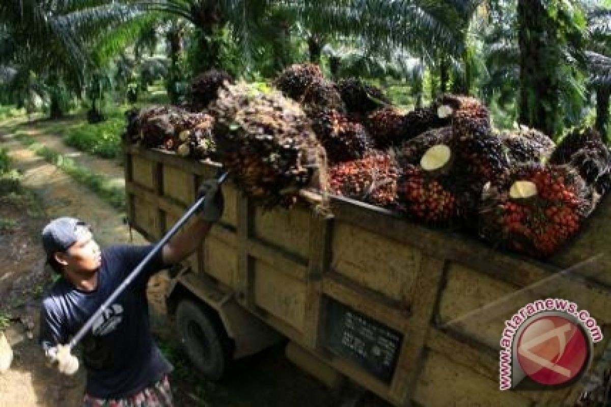Malaysia Lirik Investasi Perkebunan Di Lampung Selatan