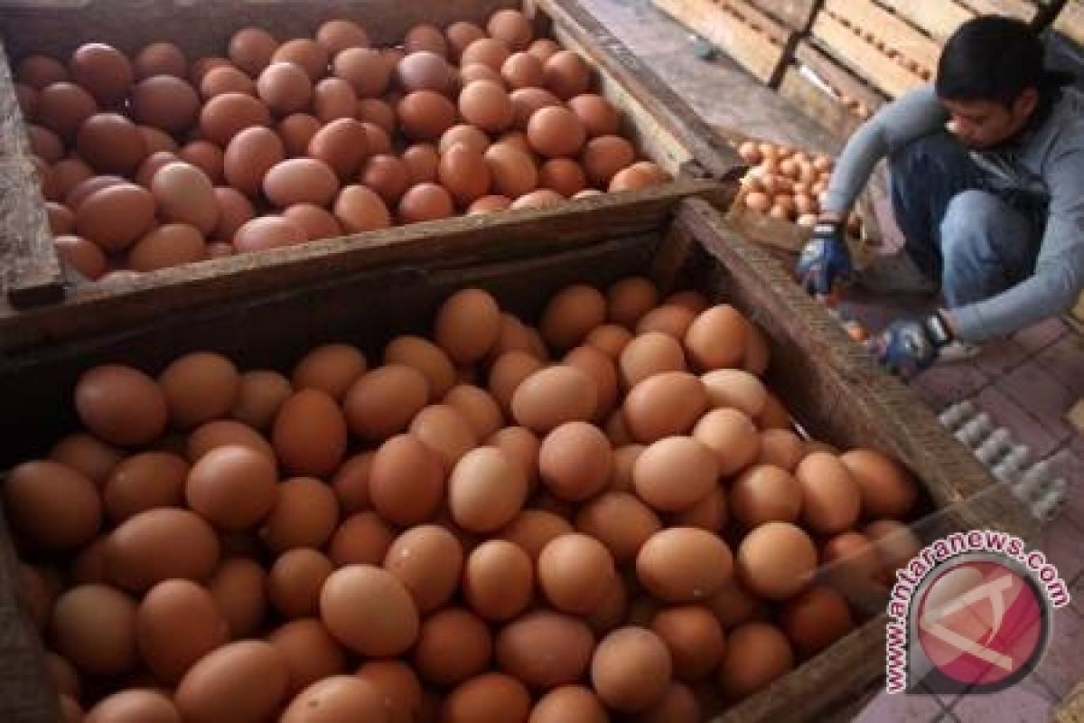 Harga Telur Di Lampung Naik