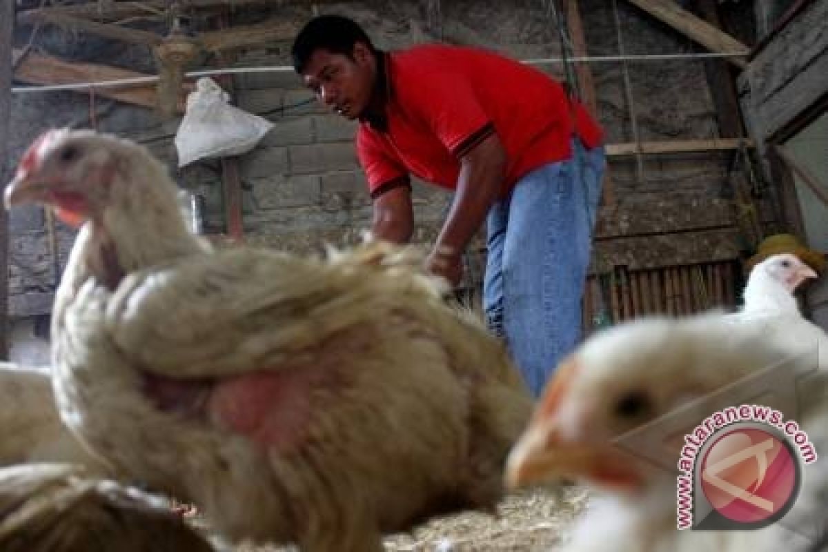 Peternak nasional bakal digempur impor ayam Brazil