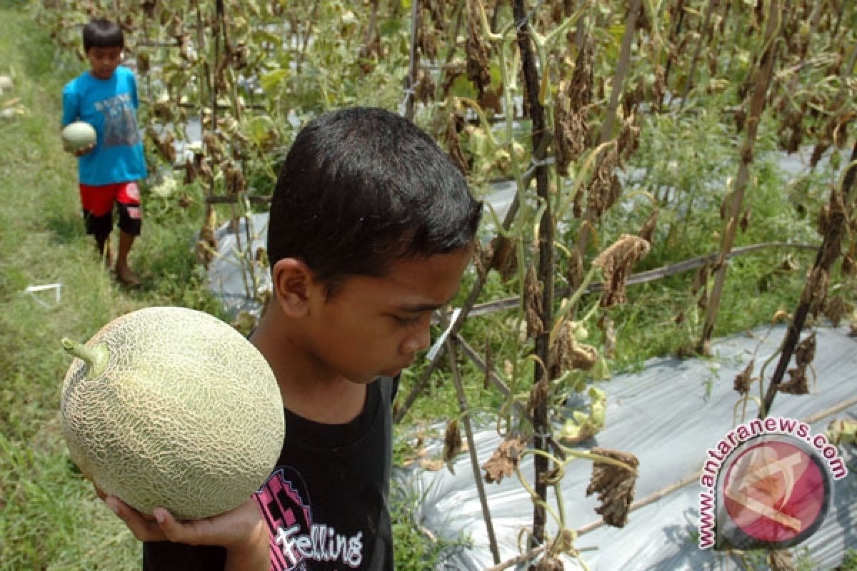 Hama Ancam Petani Melon Ngawi Gagal Panen