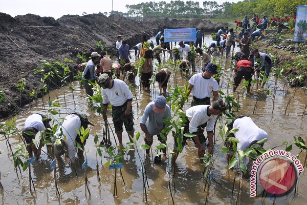 LDII plants 3,000 mangrove trees in SE Sulawesi