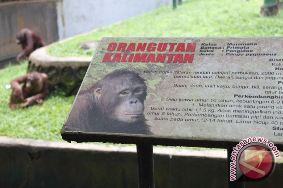 Habitat orangutan terancam aktivitas pertambangan