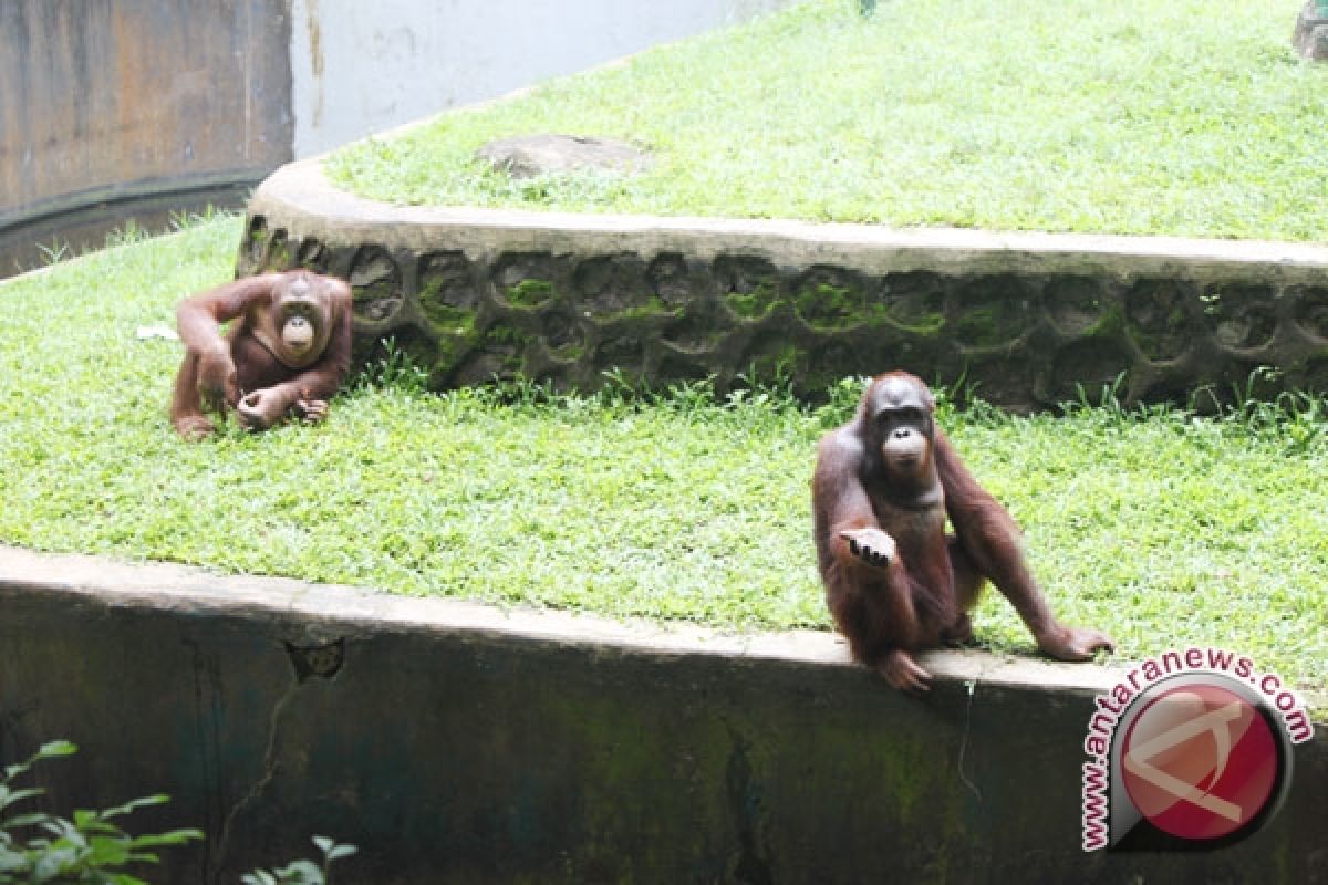 BKSDA telusuri bukti pembantaian orangutan