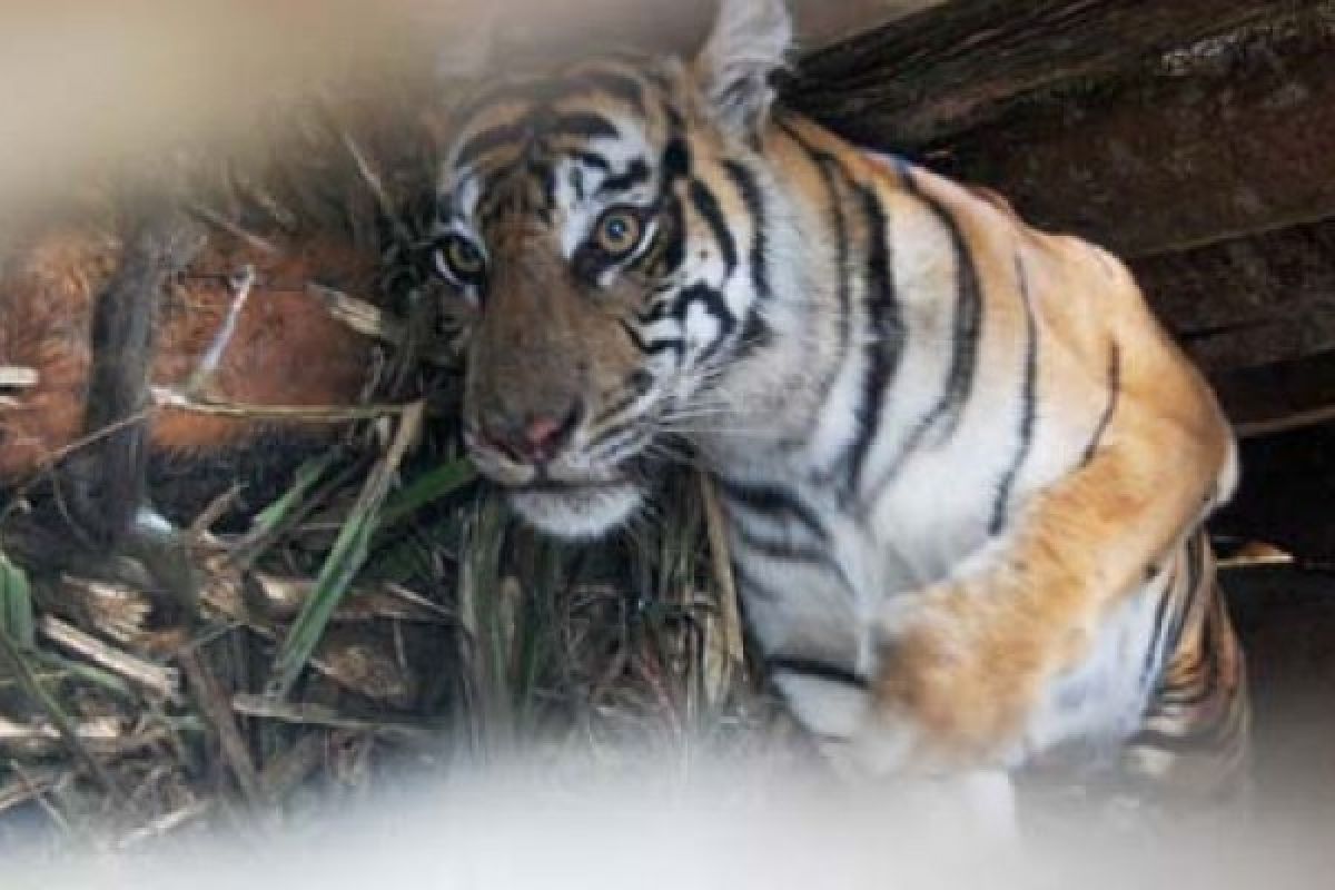 DPRD Minta Pemkot Terbuka Terkait Kematian Anak Harimau di TMSBK