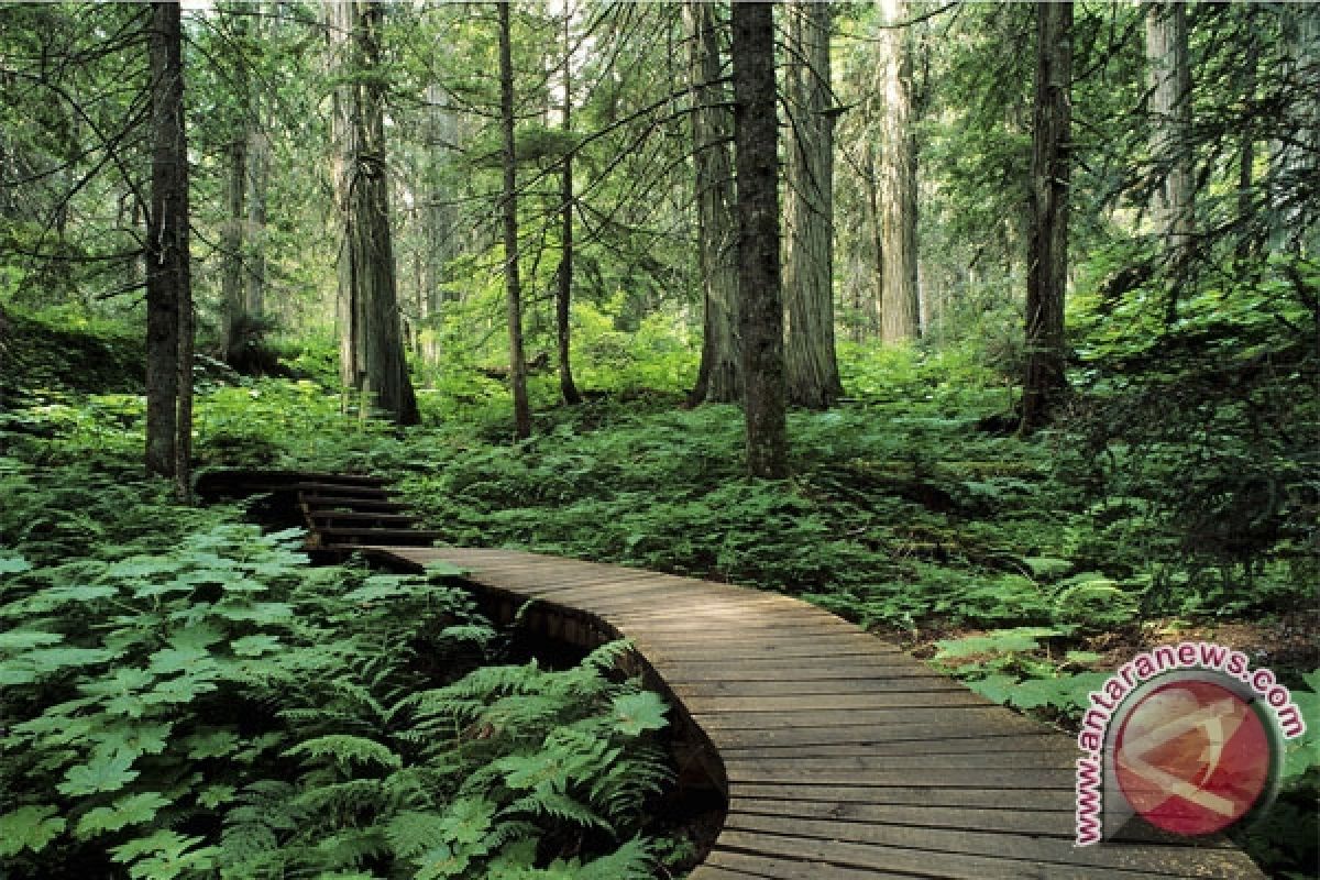 Kondisi hutan Way Kambas mulai pulih 